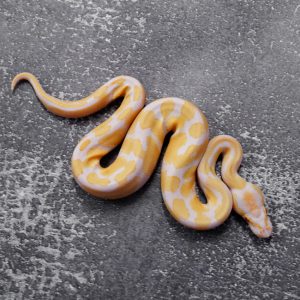 Candy 100% Het Pied
