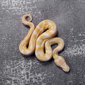 Candy 100% Het Pied