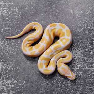 Candy 100% Het Pied