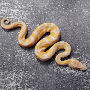 Candy 100% Het Pied
