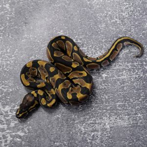 Normal 100% DH Candy Pied