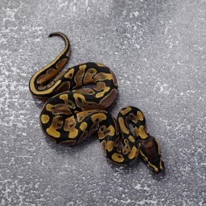 Normal 100% DH Candy Pied