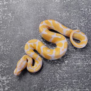OD Candy 100% Het Pied