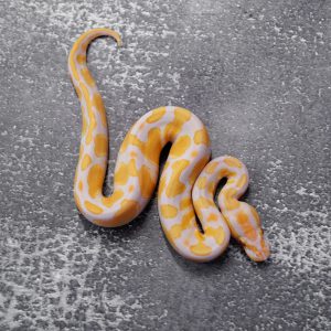 OD Candy 100% Het Pied