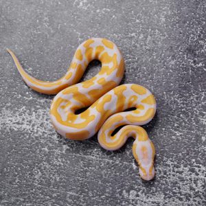 Candy 100% Het Pied Poss OD