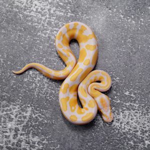 OD Candy 100% Het Pied