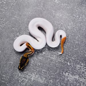 OD Pied 100% Het Candy