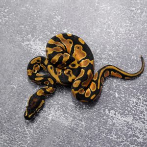 OD 100% DH Candy Pied