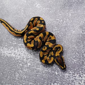 OD 100% DH Candy Pied