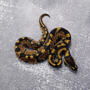 Normal 100% DH Candy Pied