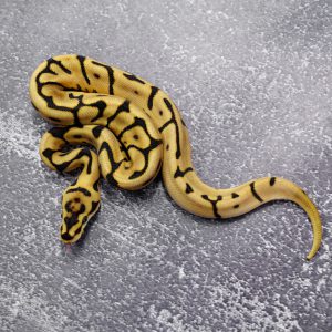 Spider Fire Enchi / YB 100% DH Ultramel Clown