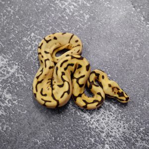 Leopard Spider Fire YB  100% DH Ultramel Clown