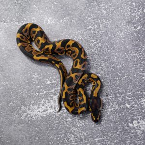 Leopard 100% DH Ultramel Clown Poss Blade