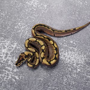Spider Blade 100% DH Ultramel Clown Poss