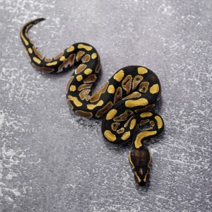 Mocha 100% Het Desert Ghost