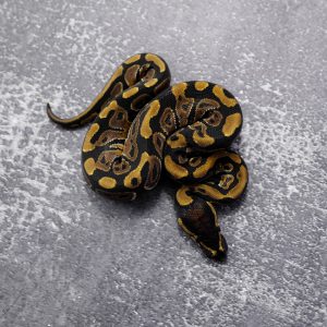 Normal 100% Het Desert Ghost