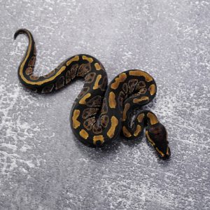 Sable 100% Het Desert Ghost