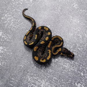 Sable Shatter / Black Pastel 100% Het Desert Ghost