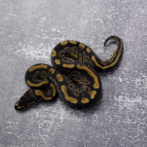 Sable Shatter / Black Pastel 100% Het Desert Ghost