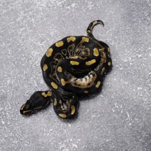 Shatter Sable Mocha / Black Pastel 100% Het Desert Ghost (Kink)