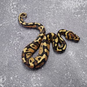 Sable Disco / Fire 100% Het Clown Poss Enchi