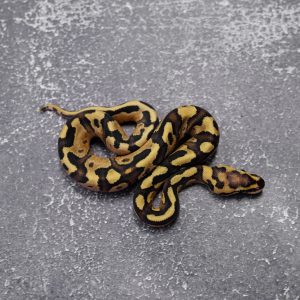 Sable Disco / Fire 100% Het Clown Poss Enchi