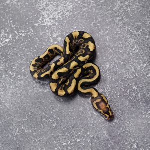 Black Head Sable Disco / Fire 100% Het Clown
