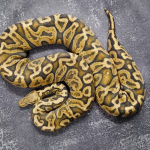 Super GHI Pastel Ghost (Proven 9 Eggs)