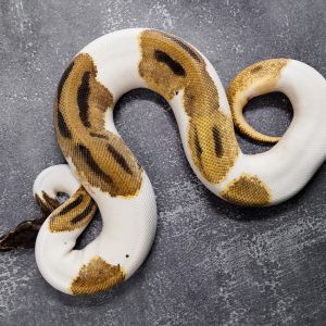 OD Enchi Leopard Pied (HI) (Proven 7 eggs)