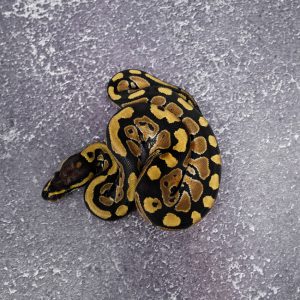 Poss Mocha 100% Het Desert Ghost