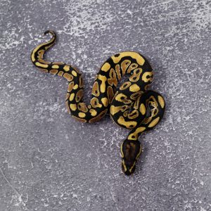 Mocha 100% Het Desert Ghost