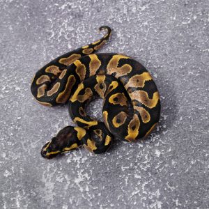 Calico YB 100% Het Desert Ghost