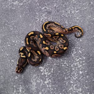 Black Pastel Calico YB Mocha 100% Het Desert Ghost