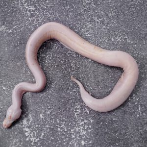 Mojave Hidden Gene Woma Granite Scaleless 100% Het Pied 66% Het Clown