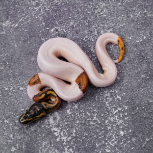 OD  Pied (HI)