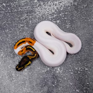 OD YB Pied  (HI)