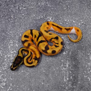 Super OD Enchi Pied  (HI)