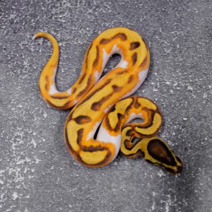 OD YB Enchi Fire Pied  (HI)