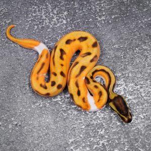 Super OD Enchi YB Pied  (HI)