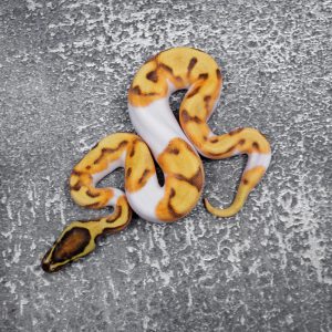 OD Enchi Fire Pied  Poss YB
