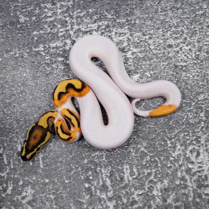 OD Fire Pied  (HI)