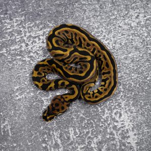 Leopard OD Spotnose 100% Het Clown (HI)