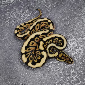 Spotnose OD Fire 100% Het Clown (HI)