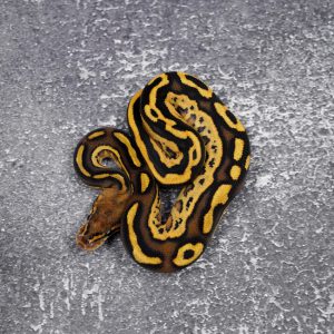 Bongo OD Fire Leopard 100% Het Clown (HI)