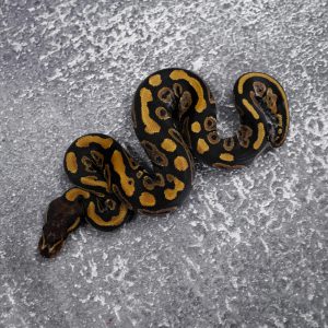 Mahogany 100% DH Desert Ghost Clown