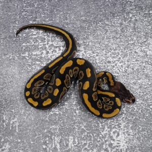 Mahogany 100% DH Desert Ghost Clown