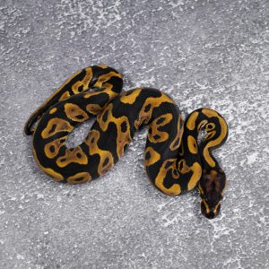 Leopard Mahogany 100% DH Desert Ghost Clown