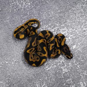 Leopard Mahogany 100% DH Desert Ghost Clown