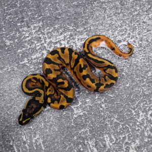 Pied 100% DH Ultramel Hypo