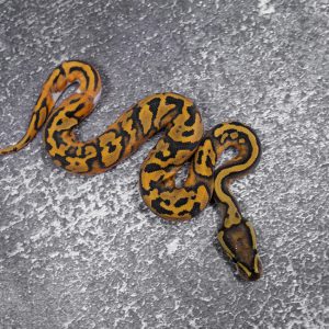 Hypo Pied 100% Het Ultramel